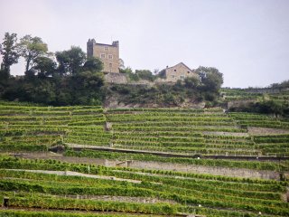 Wineyard Switzerland